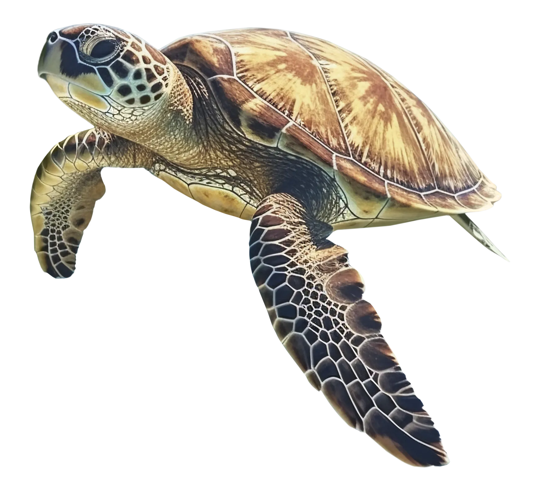 turtle
